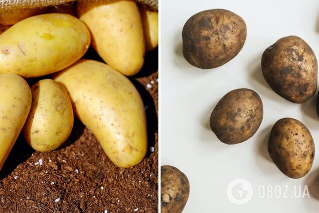Как хранить картошку, чтобы не испортилась зимой в квартире - советы